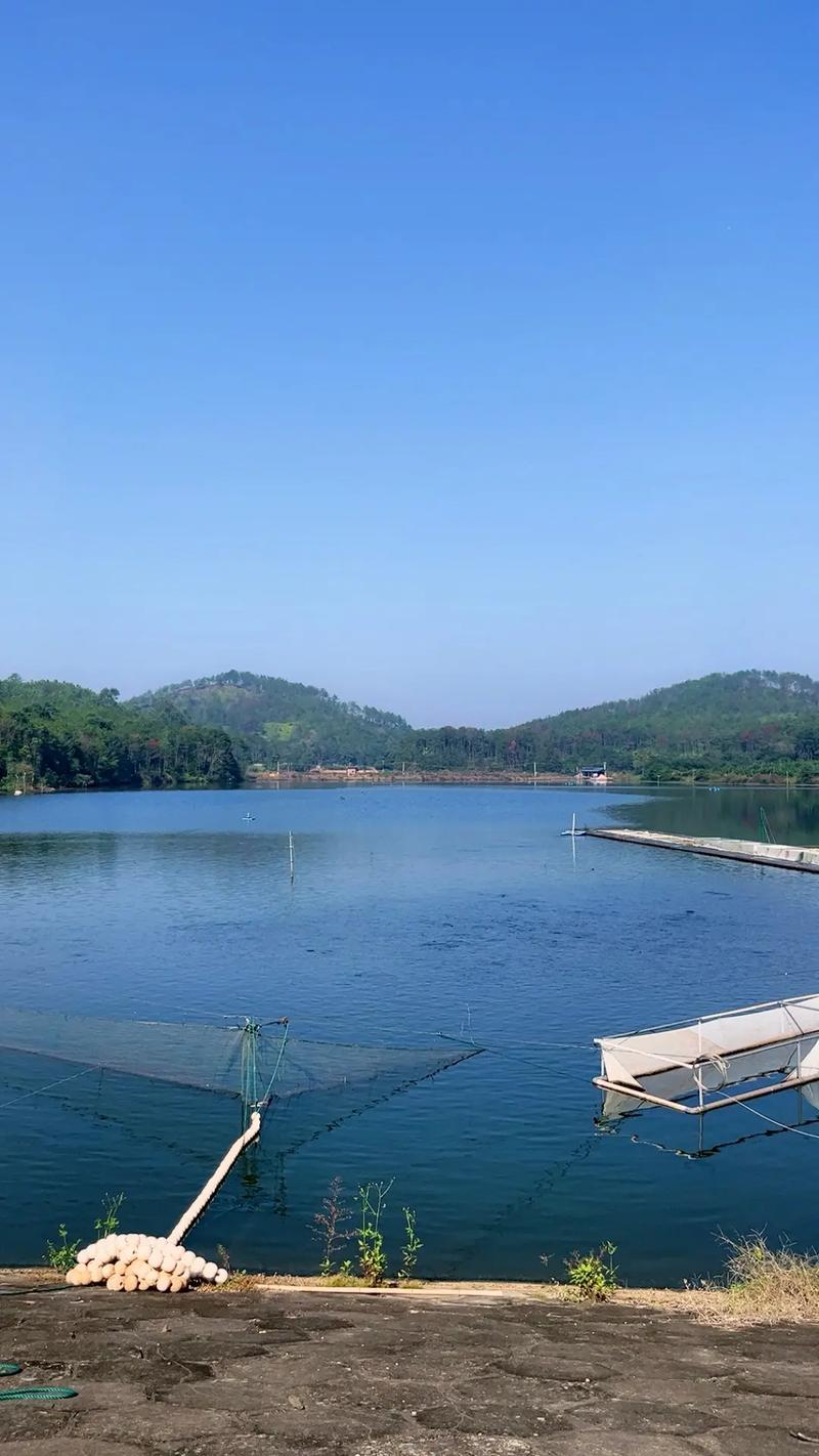 優質草魚、中科三號與黃金鯽 現代水產養殖的優選品種