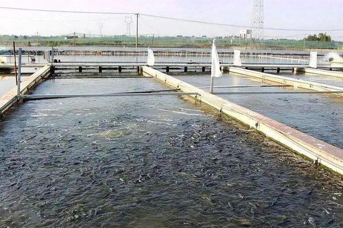 40歲返鄉養水產 從虧損到年入百萬的創業之路