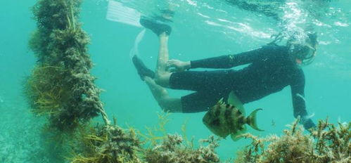 海洋修復性水產養殖 全球通用原則發布，引領水產養殖新方向