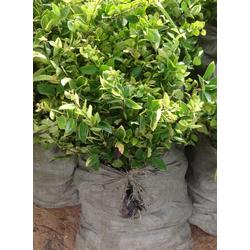 金華市水產養殖產業鏈全景 批發、供應與廠家深度解析