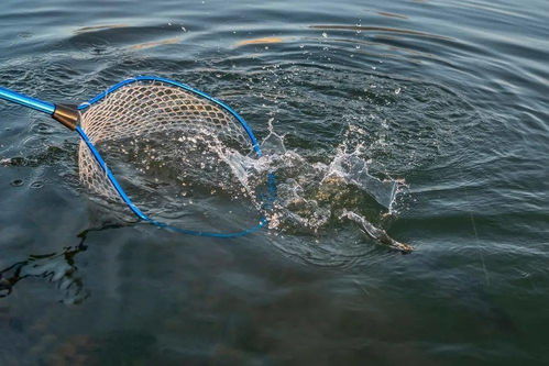 春季水產養殖防病 內外結合，筑牢健康防線