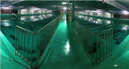 水產養殖綠色發展推動漁業法修訂，海璟水產工廠化方案做加法賦能產業升級