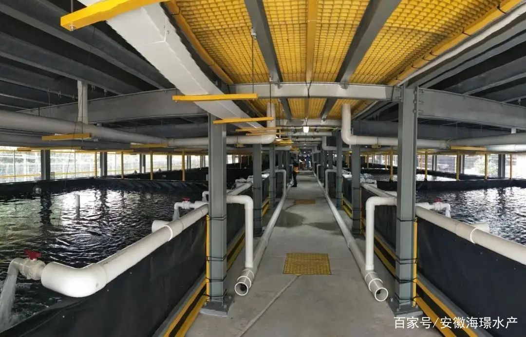 循環水工廠化養殖 水產養殖安全的新保障