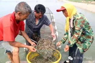 江蘇東辛農場水產養殖園區南美白對蝦銷售漸入高峰，養殖效益與市場活力雙提升